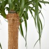BEAUCARNEA RECTA