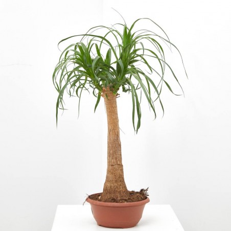 BEAUCARNEA RECTA