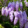 WISTERIA