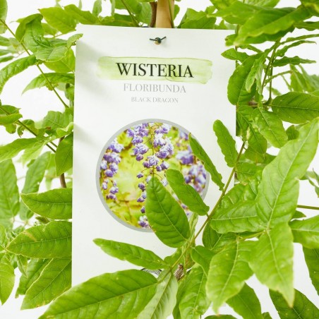 WISTERIA