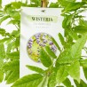 WISTERIA