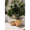 MACETA BOWL ANTIC