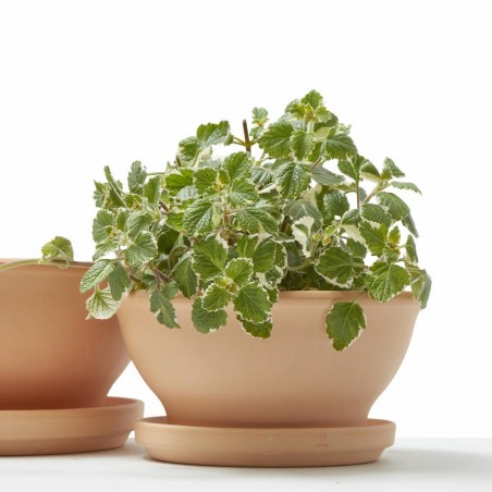 MACETA BOWL BARRO BLANCO