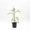 TOMATE MARMANDE AZUL MACETA