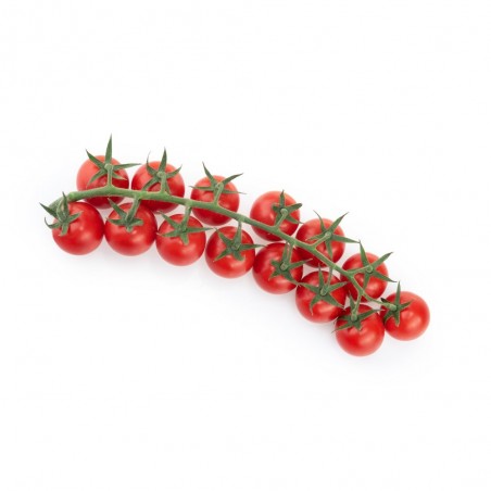 TOMATE CHERRY REDONDO EN MACETA