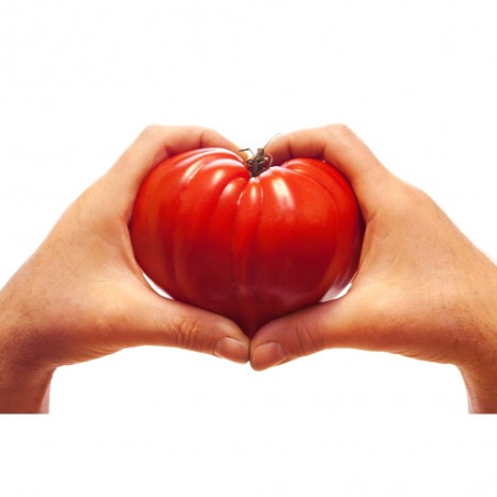 TOMATE CORAZÓN DE BUEY EN MACETA