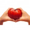TOMATE CORAZÓN DE BUEY EN MACETA