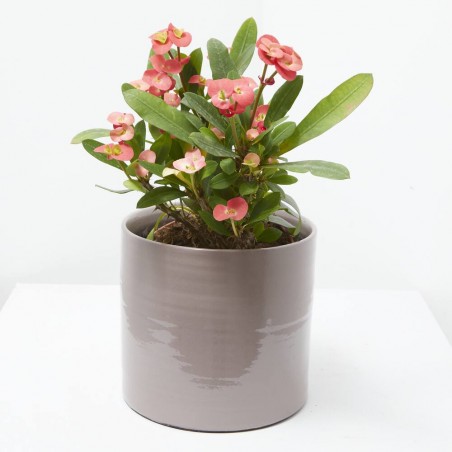 EUPHORBIA MILLI