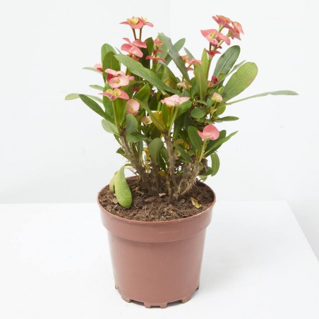 EUPHORBIA MILLI