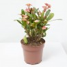 EUPHORBIA MILLI