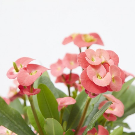 EUPHORBIA MILLI
