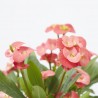 EUPHORBIA MILLI