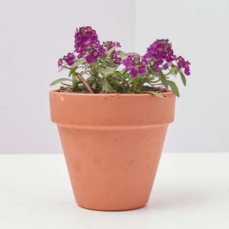 ALYSSUM