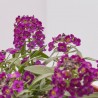ALYSSUM