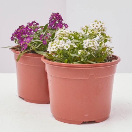 ALYSSUM