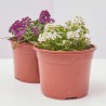 ALYSSUM