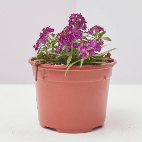 ALYSSUM