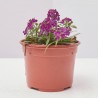 ALYSSUM