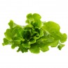LECHUGA MARAVILLA EN MACETA