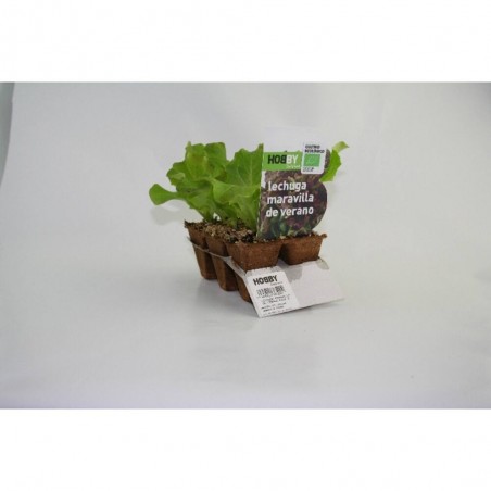 LECHUGA MARAVILLA EN MACETA