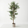 FICUS ARTIFICIAL
