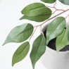 FICUS ARTIFICIAL