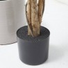 FICUS ARTIFICIAL