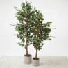 FICUS ARTIFICIAL