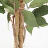FICUS ARTIFICIAL