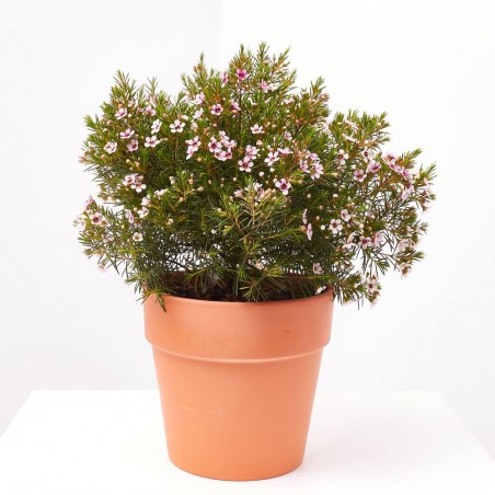 PLANTA DE CERA
