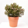 PLANTA DE CERA