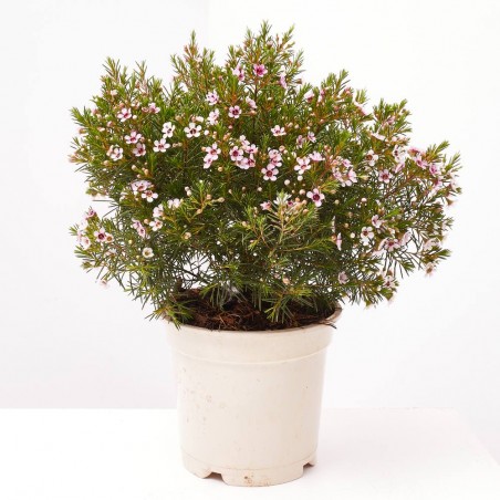 PLANTA DE CERA