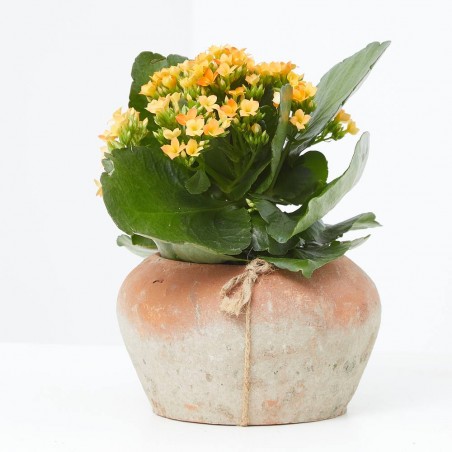 KALANCHOE