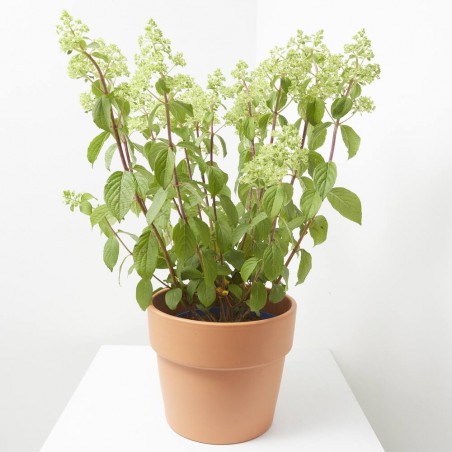 HORTENSIA PANICULATA