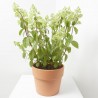 HORTENSIA PANICULATA