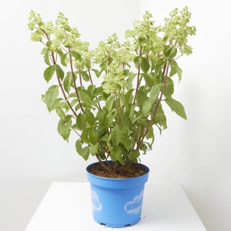 HORTENSIA PANICULATA