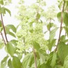 HORTENSIA PANICULATA