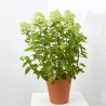 HORTENSIA PANICULATA