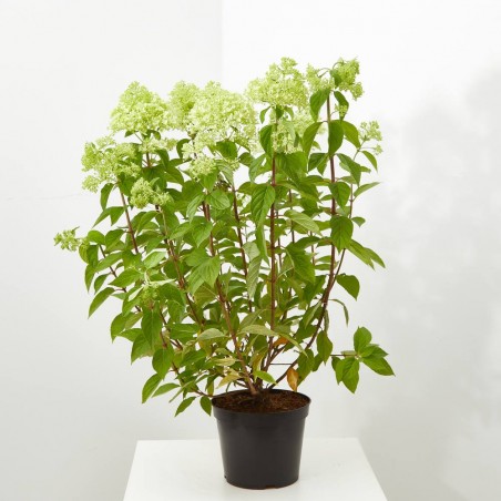 HORTENSIA PANICULATA