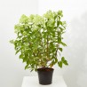 HORTENSIA PANICULATA