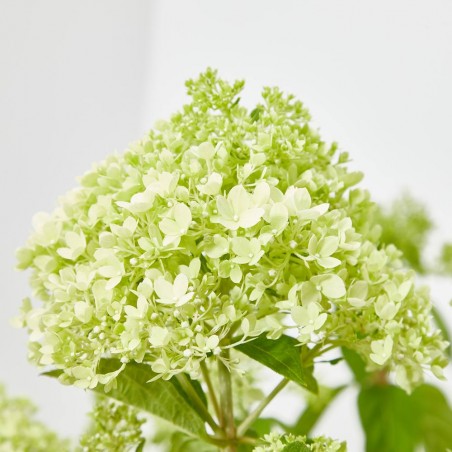 HORTENSIA PANICULATA
