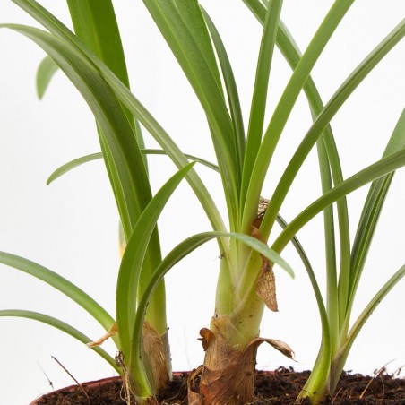 AGAPANTHUS VARIEDADES