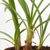 AGAPANTHUS VARIEDADES