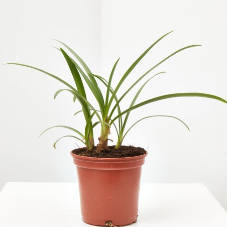 AGAPANTHUS VARIEDADES
