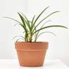 AGAPANTHUS VARIEDADES