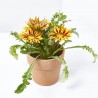GAZANIA