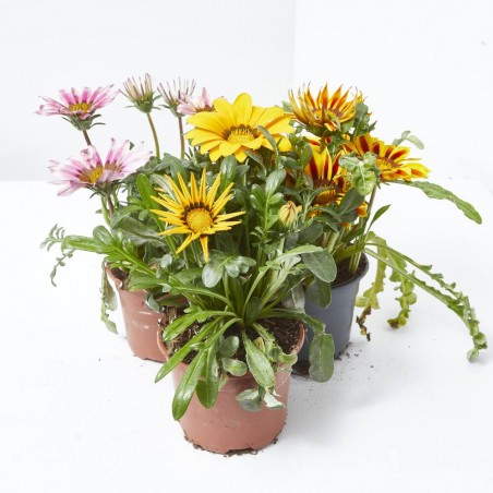 GAZANIA