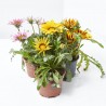 GAZANIA