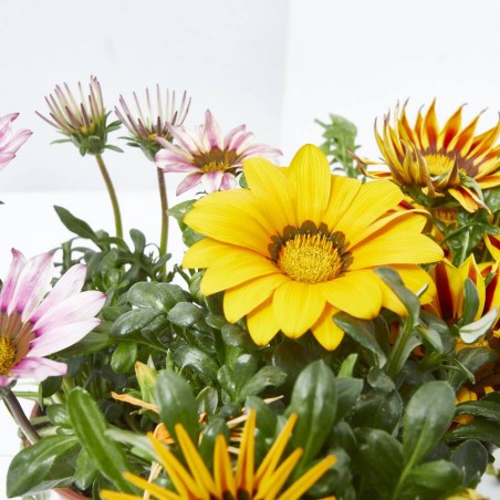 GAZANIA
