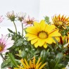 GAZANIA